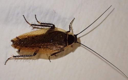 Ectobius sylvestris